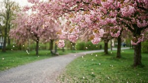 Cherry Blossom Park