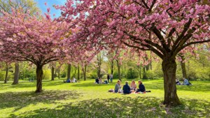 Cherry Blossom Picnic