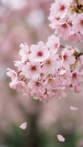 Cherry Blossom Pink