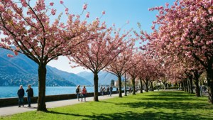 Cherry Blossom Promenade