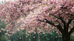 Cherry Blossom Rain
