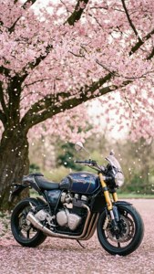 Cherry Blossom Ride
