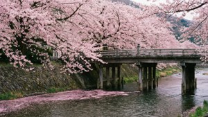 Cherry Blossom River