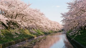 Cherry Blossom River
