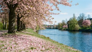 Cherry Blossom Riverbank