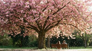 Cherry Blossom Romance