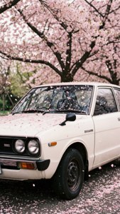 Cherry Blossom Serenity