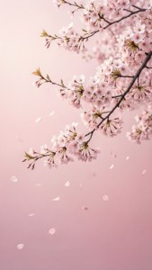 Cherry Blossom Serenity