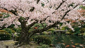 Cherry Blossom Serenity