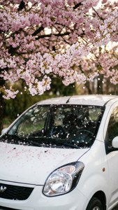Cherry Blossom Speed