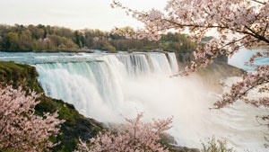 Cherry Blossom Spring