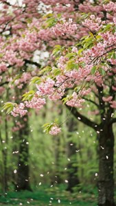 Cherry Blossom Spring in Vernon Forest