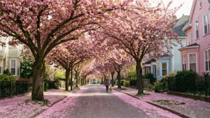 Cherry Blossom Street