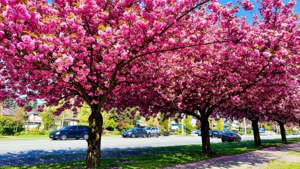 Cherry Blossom Street