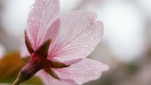 Cherry Blossom Tear