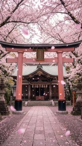 Cherry Blossom Torii