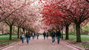 Cherry Blossom Walkway
