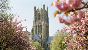 Cherry Blossoms and Cathedral