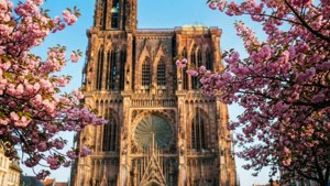 Cherry Blossoms and Cathedral