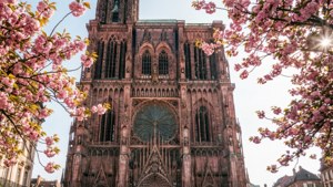 Cherry Blossoms and Cathedral