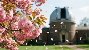 Cherry Blossoms and Observatory