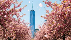 Cherry Blossoms and Tower