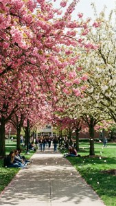 Cherry Blossoms at Baker Center
