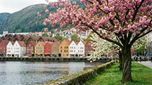 Cherry Blossoms at Bryggen