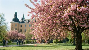 Cherry Blossoms at Castle Park