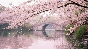 Cherry Blossoms at Prince Bay