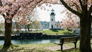 Cherry Blossoms at the Locks