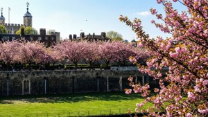 Cherry Blossoms at the Tower