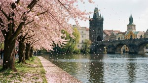 Cherry Blossoms by Charles Bridge