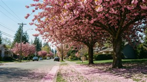Cherry Blossoms in Abbotsford