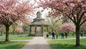 Cherry Blossoms in Gage Park