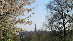 Cherry Blossoms in Park Randenbroek