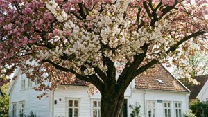 Cherry Blossoms in Stavanger