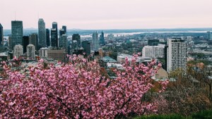 Cherry Blossoms on Mont Royal