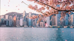 Cherry Blossoms Over Tsim
