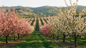 Cherry Orchard Bloom