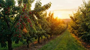Cherry Orchard Sunset
