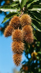 Chestnut Branch
