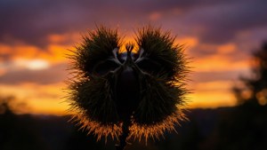 Chestnut Silhouette Sunset