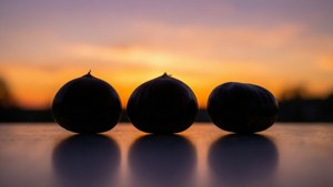 Chestnut Silhouettes
