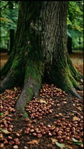 Chestnut Tree Base