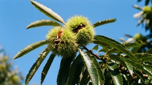 Chestnut Tree Branch