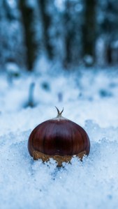 Chestnuts in Snow