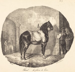 Cheval de la plaine de Caen