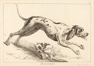 Chien courent (Running Hound)