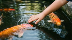 Child’s Touch Koi